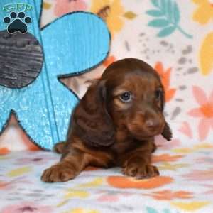 Tator Tot, Dachshund Puppy